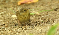 쥐발귀개개비 [lanceolated grasshopper warbler]