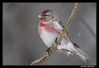 Common Redpoll (Carduelis flammea)