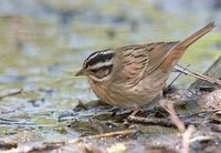 Tristram's Bunting » Emberiza tristrami