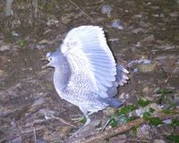 Japanese Night Heron