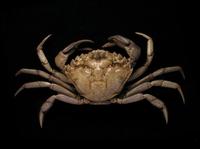 Carcinus maenas - Green Crab
