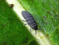 Tetrodontophora bielanensis - Giant springtail