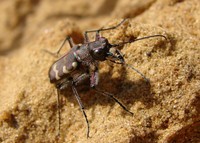 Cicindela hybrida - Northern Dune Tiger Beetle