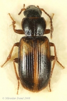 Acupalpus meridianus