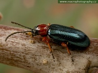 Oulema melanopus - Cereal Leaf Beetle