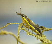 Lixus albomarginatus