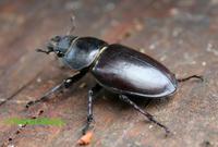 Lucanus cervus - Stag beetle