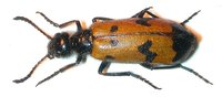 Mylabris kodymi