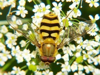 Syrphus ribesii