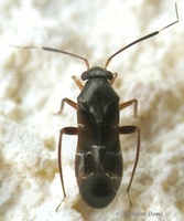 Pilophorus clavatus - Nail Lichen