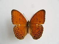 Cirrochroa tyche