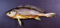 Larimichthys polyactis, Yellow croaker: fisheries, aquarium