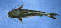 Sciades herzbergii, Pemecou sea catfish: fisheries