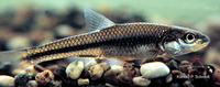 Hybopsis dorsalis, Bigmouth shiner: