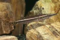 Luciocephalus pulcher, Pikehead: aquarium