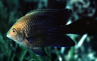 Hemiglyphidodon plagiometopon, Lagoon damselfish: fisheries, aquarium