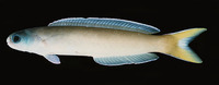 Hoplolatilus cuniculus, Dusky tilefish: aquarium