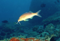 Parupeneus cyclostomus, Goldsaddle goatfish: fisheries, gamefish, aquarium