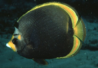 Chaetodon flavirostris, Black butterflyfish: aquarium
