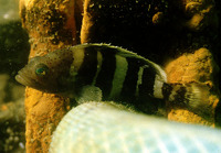 Epinephelus awoara, Yellow grouper: fisheries, aquaculture