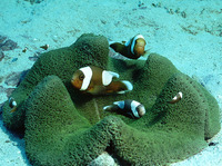 Amphiprion polymnus, Saddleback clownfish: aquarium