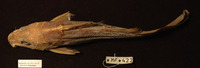 Gephyroglanis ogooensis, :