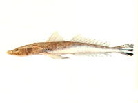 Platycephalus arenarius, Northern sand flathead: