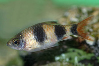 Puntius arulius, Arulius barb: aquarium