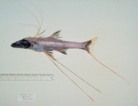 Bathypterois guentheri, :