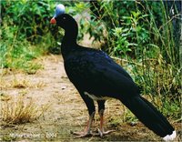 Northern Helmeted Curassow Pauxi pauxi