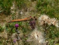 Sympetrum vulgatum - Vagrant Darter