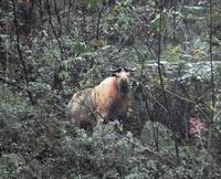 Image of: Budorcas taxicolor (takin)