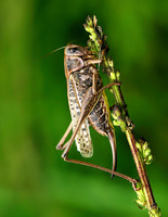 Decticus verrucivorus - Wart-biter