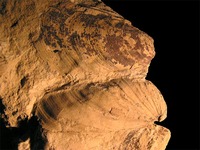 Inoceramus