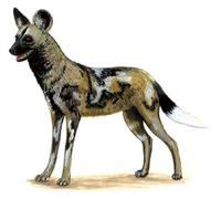 Image of: Lycaon pictus (African wild dog)