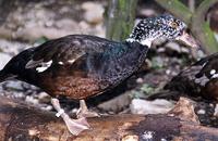 Cairina scutulata - White-winged Duck