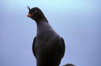 Aethia cristatella - Crested Auklet