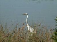 Egretta intermedia - Intermediate Egret