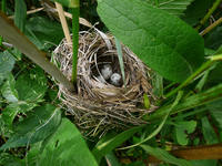 Acrocephalus palustris - Marsh Warbler