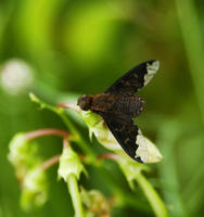 Image of: Bombyliidae (bee flies)