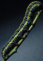 Image of: Ceramica picta (zebra caterpillar)