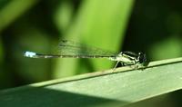 Image of: Coenagrionidae (narrow-winged damselflies)