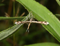Image of: Pterophoridae (plume moths)