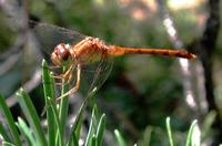 Image of: Sympetrum vicinum