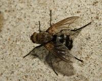 Image of: Tachinidae (tachinid flies)