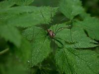 Image of: Opiliones (daddy longlegs and harvestmen)