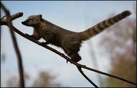 Nasua nasua - South American Coati