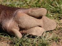 Tapirus terrestris - South American Tapir