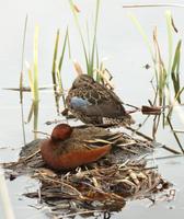 Image of: Anas cyanoptera (cinnamon teal)