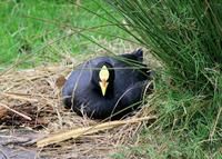 Image of: Fulica leucoptera (white-winged coot)